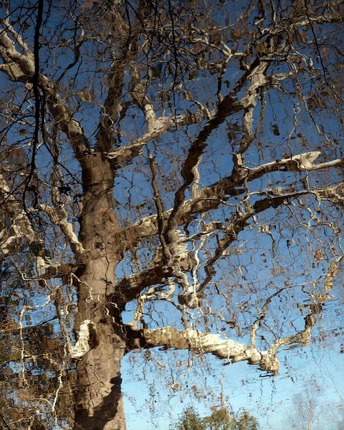 Tree in Water