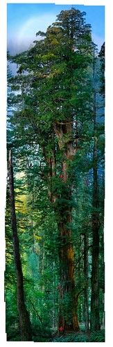 Photographing Trees With A Vertical Panorama 1